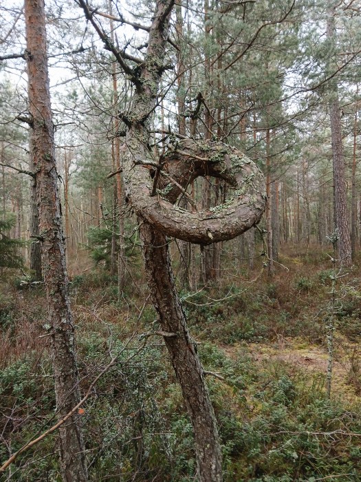 Denna bild har ett alt-attribut som är tomt. Dess filnamn är 20251126_133202.jpg